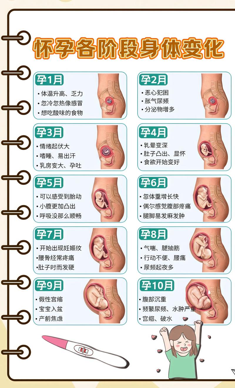 揭秘供卵代孕妈妈怀孕小腹分两节，孕期变化的奥秘厦门代生机构: